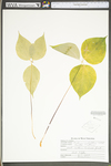 Trillium undulatum by WV University Herbarium
