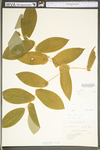 Uvularia grandiflora by WV University Herbarium