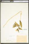 Uvularia grandiflora by WV University Herbarium