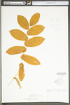 Uvularia perfoliata by WV University Herbarium