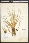 Isoëtes riparia var. riparia by WV University Herbarium