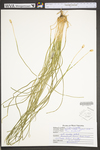 Isoëtes valida by WV University Herbarium