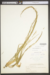 Isoëtes engelmannii by WV University Herbarium