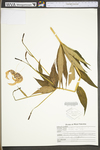 Carex trisperma var. trisperma by WV University Herbarium