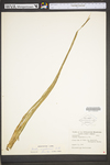 Isoëtes engelmannii by WV University Herbarium