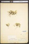 Selaginella rupestris by WV University Herbarium