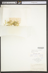 Selaginella apoda by WV University Herbarium
