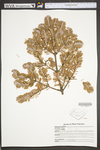 Abies fraseri by WV University Herbarium