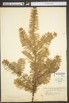 Abies balsamea by WV University Herbarium