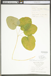Smilax ecirrata by WV University Herbarium