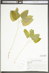 Smilax ecirrata by WV University Herbarium
