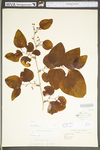 Smilax glauca by WV University Herbarium