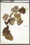 Smilax glauca by WV University Herbarium