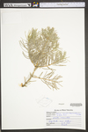 Abies concolor by WV University Herbarium