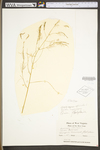 Asparagus officinalis by WV University Herbarium