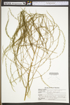 Asparagus officinalis by WV University Herbarium