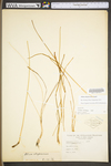 Allium allegheniense by WV University Herbarium