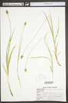 Carex leavenworthii by WV University Herbarium