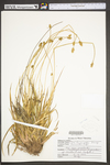 Carex leavenworthii by WV University Herbarium