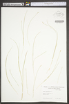 Carex leptalea ssp. leptalea by WV University Herbarium