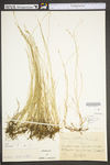 Carex leptalea ssp. leptalea by WV University Herbarium