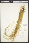 Carex hirsutella by WV University Herbarium