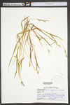 Carex leptonervia by WV University Herbarium