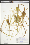 Carex lupulina by WV University Herbarium