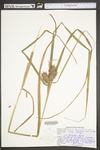 Carex lupulina by WV University Herbarium
