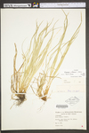 Carex intumescens by WV University Herbarium