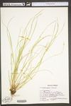 Carex jamesii by WV University Herbarium