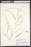 Carex jamesii by WV University Herbarium