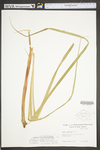 Carex hyalinolepis by WV University Herbarium