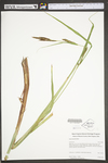 Carex lacustris by WV University Herbarium