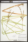 Carex lacustris by WV University Herbarium
