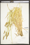 Carex laevivaginata by WV University Herbarium