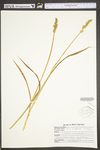 Carex laevivaginata by WV University Herbarium