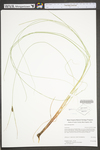 Carex lasiocarpa by WV University Herbarium