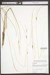 Carex lasiocarpa var. americana by WV University Herbarium