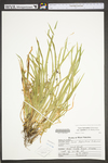 Carex laxiculmis var. laxiculmis by WV University Herbarium