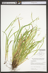 Carex laxiculmis var. copulata by WV University Herbarium