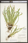 Carex laxiculmis by WV University Herbarium
