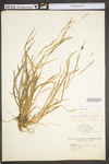 Carex laxiflora by WV University Herbarium