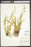Carex laxiflora by WV University Herbarium