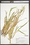Carex laxiculmis var. laxiculmis by WV University Herbarium