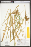 Carex lupuliformis by WV University Herbarium