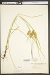 Carex lurida by WV University Herbarium