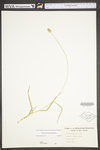 Carex mesochorea by WV University Herbarium