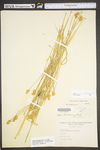 Carex molesta by WV University Herbarium
