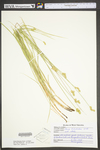 Carex tribuloides by WV University Herbarium